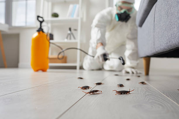 Affordable Termite Control solutions in Oakland, OR